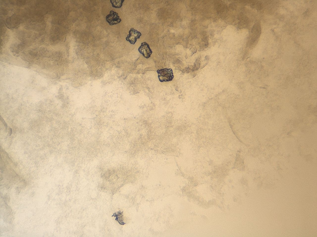 0455_E1_ImagerDefaults_7.jpg