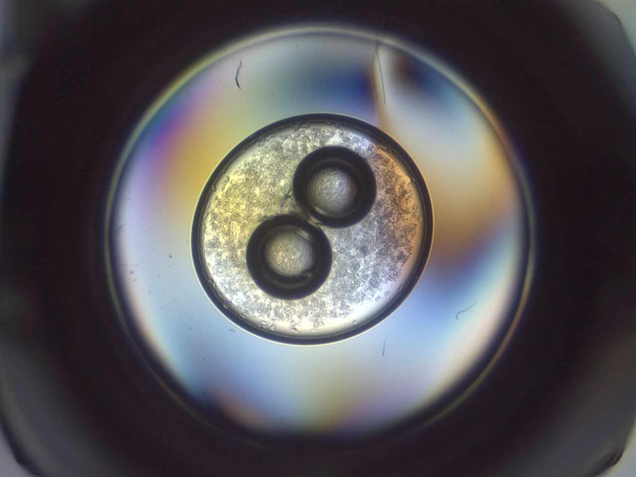 folderID890_plateID1890_batchID8027_wellNum7_profileID1_d1_r126934_ef.jpg