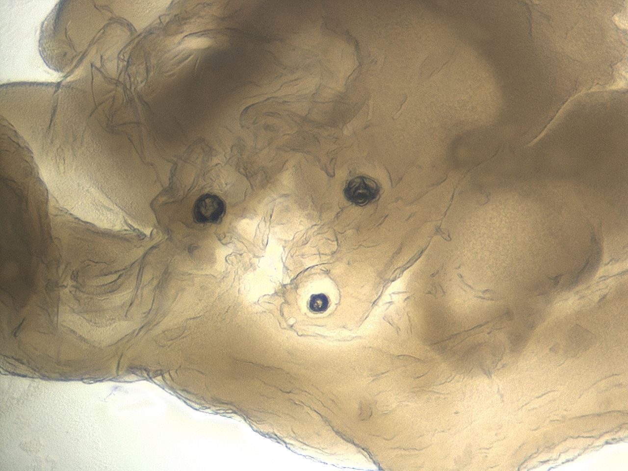 0459_F4_ImagerDefaults_9.jpg