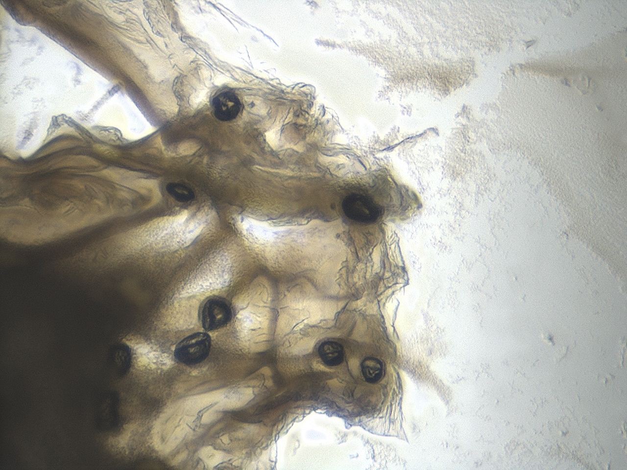 0459_D4_ImagerDefaults_9.jpg