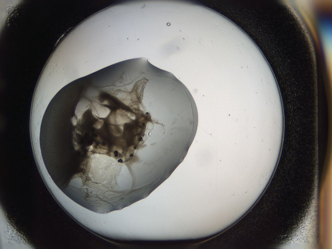 0459_C4_ImagerDefaults_9.jpg