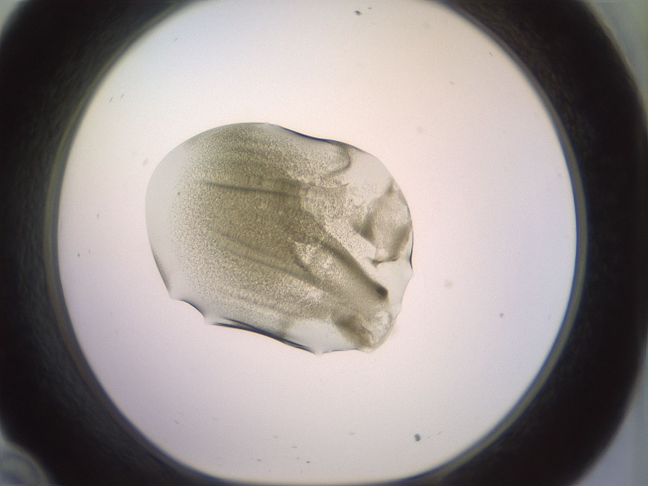 folderID902_plateID1902_batchID8137_wellNum34_profileID1_d1_r127124_ef.jpg