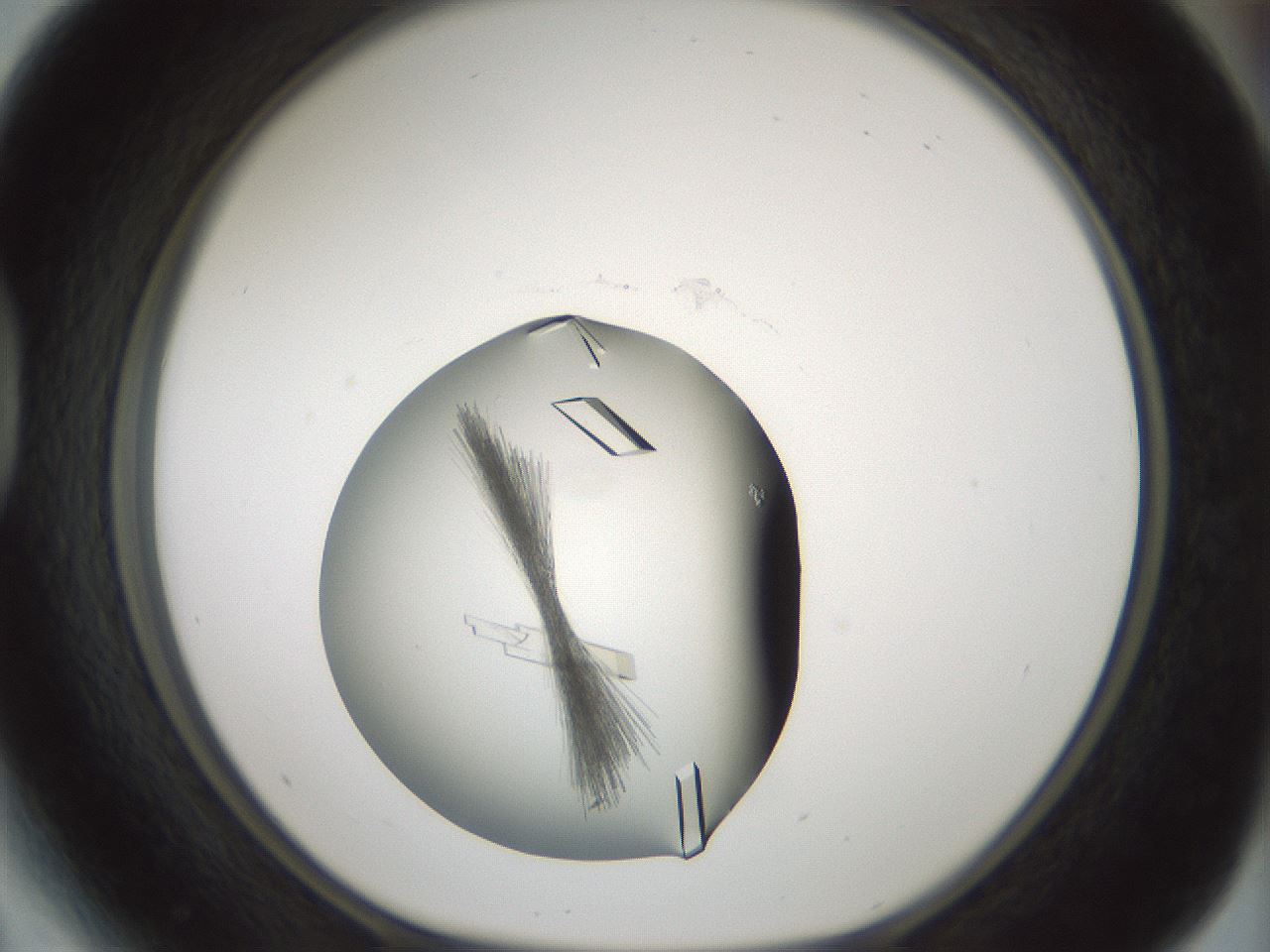 folderID631_plateID1631_batchID6836_wellNum41_profileID1_d1_r109659_ef.jpg