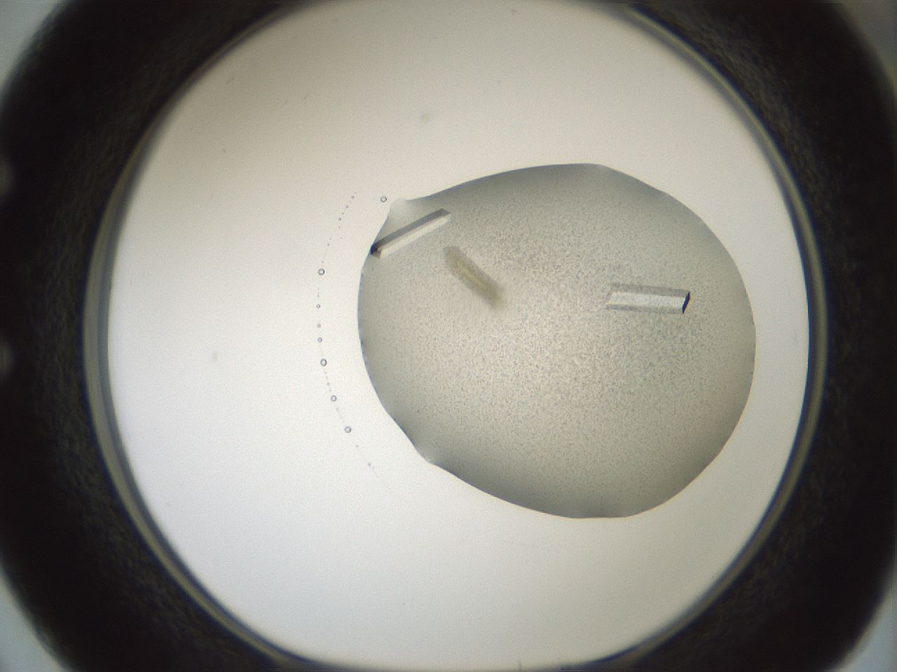 folderID631_plateID1631_batchID6836_wellNum50_profileID1_d1_r109668_ef.jpg
