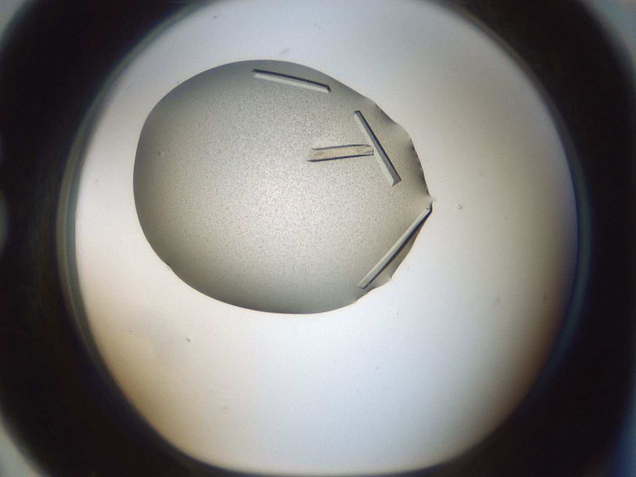 folderID631_plateID1631_batchID6836_wellNum79_profileID1_d1_r109697_ef.jpg