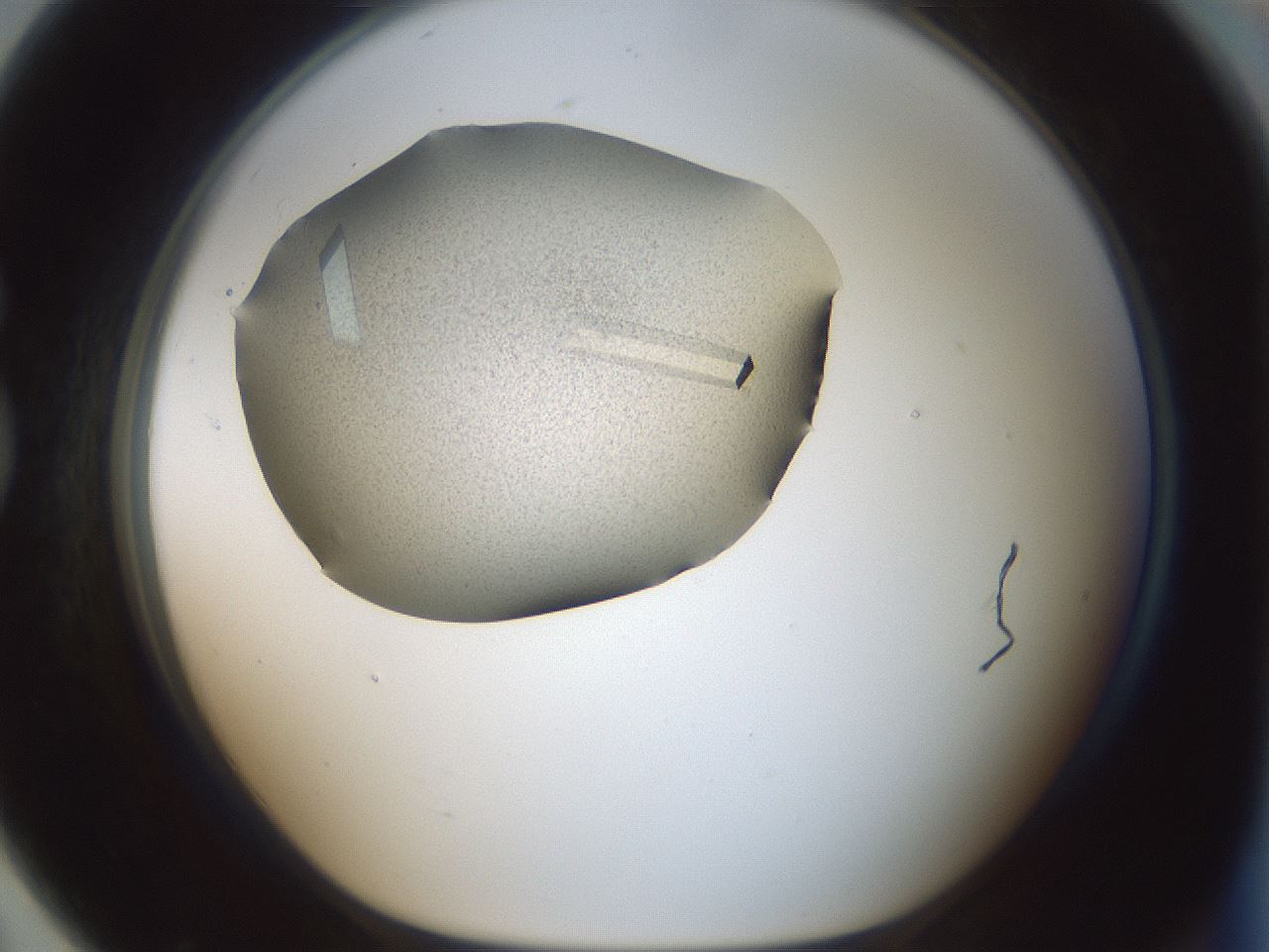 folderID632_plateID1632_batchID6837_wellNum79_profileID1_d1_r109793_ef.jpg