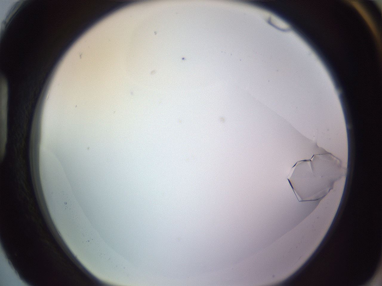 folderID685_plateID2685_batchID13898_wellNum88_profileID1_d1_r218517_ef.jpg