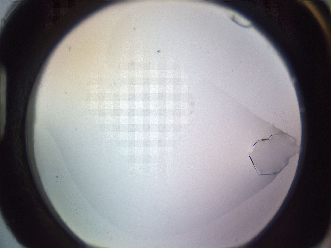 folderID685_plateID2685_batchID13984_wellNum88_profileID1_d1_r218517_ef.jpg
