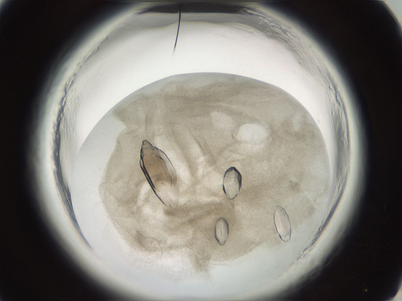 folderID696_plateID1696_batchID7042_wellNum16_profileID1_d1_r112589_ef.jpg