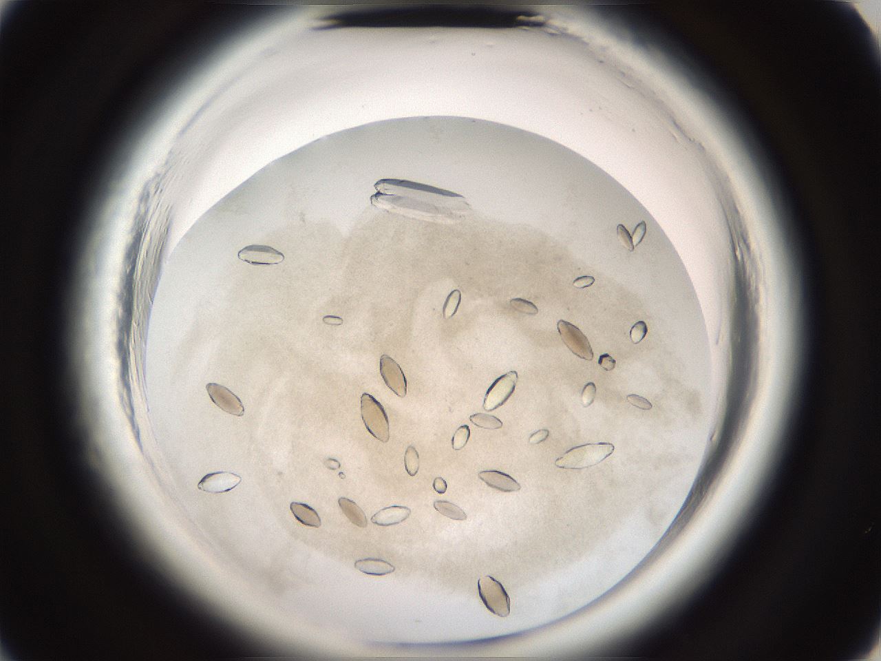 folderID696_plateID1696_batchID7042_wellNum20_profileID1_d2_r112598_ef.jpg