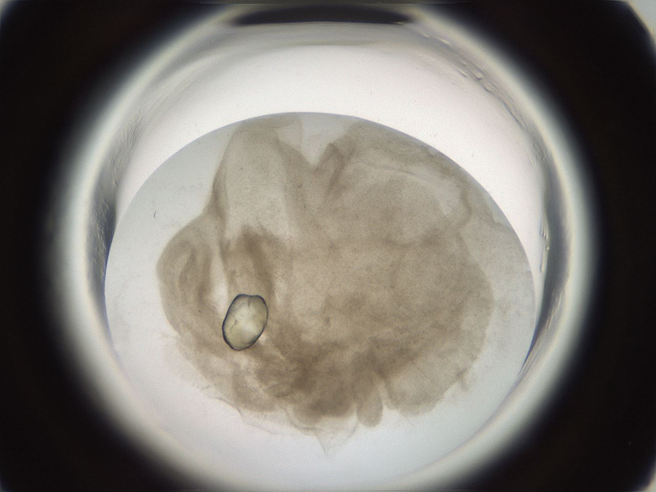 folderID696_plateID1696_batchID7042_wellNum31_profileID1_d1_r112619_ef.jpg