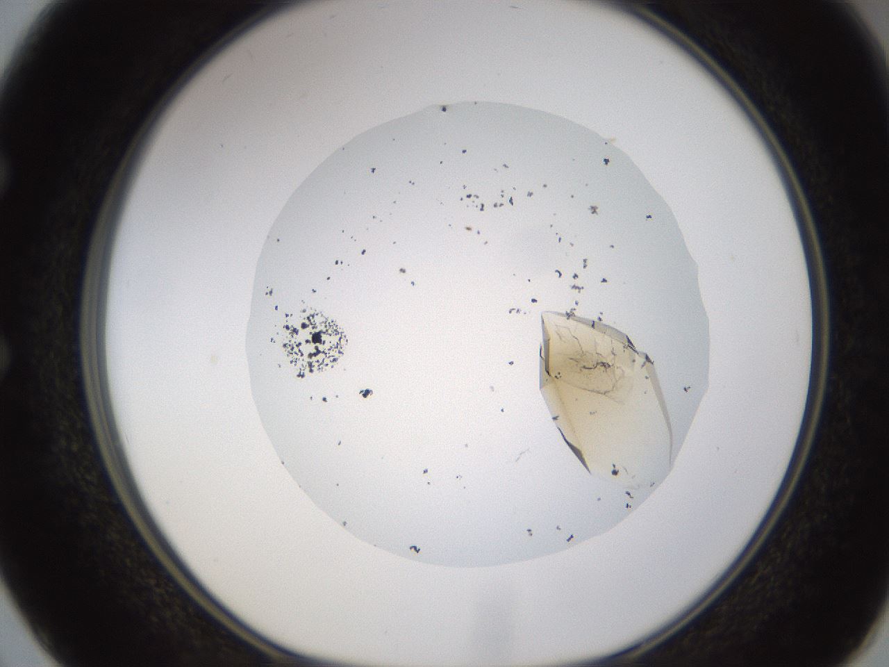 folderID701_plateID1701_batchID7117_wellNum50_profileID1_d1_r113484_ef.jpg