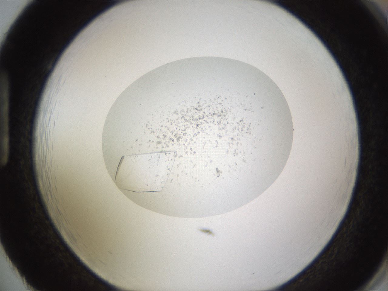 folderID701_plateID1701_batchID7117_wellNum86_profileID1_d1_r113520_ef.jpg