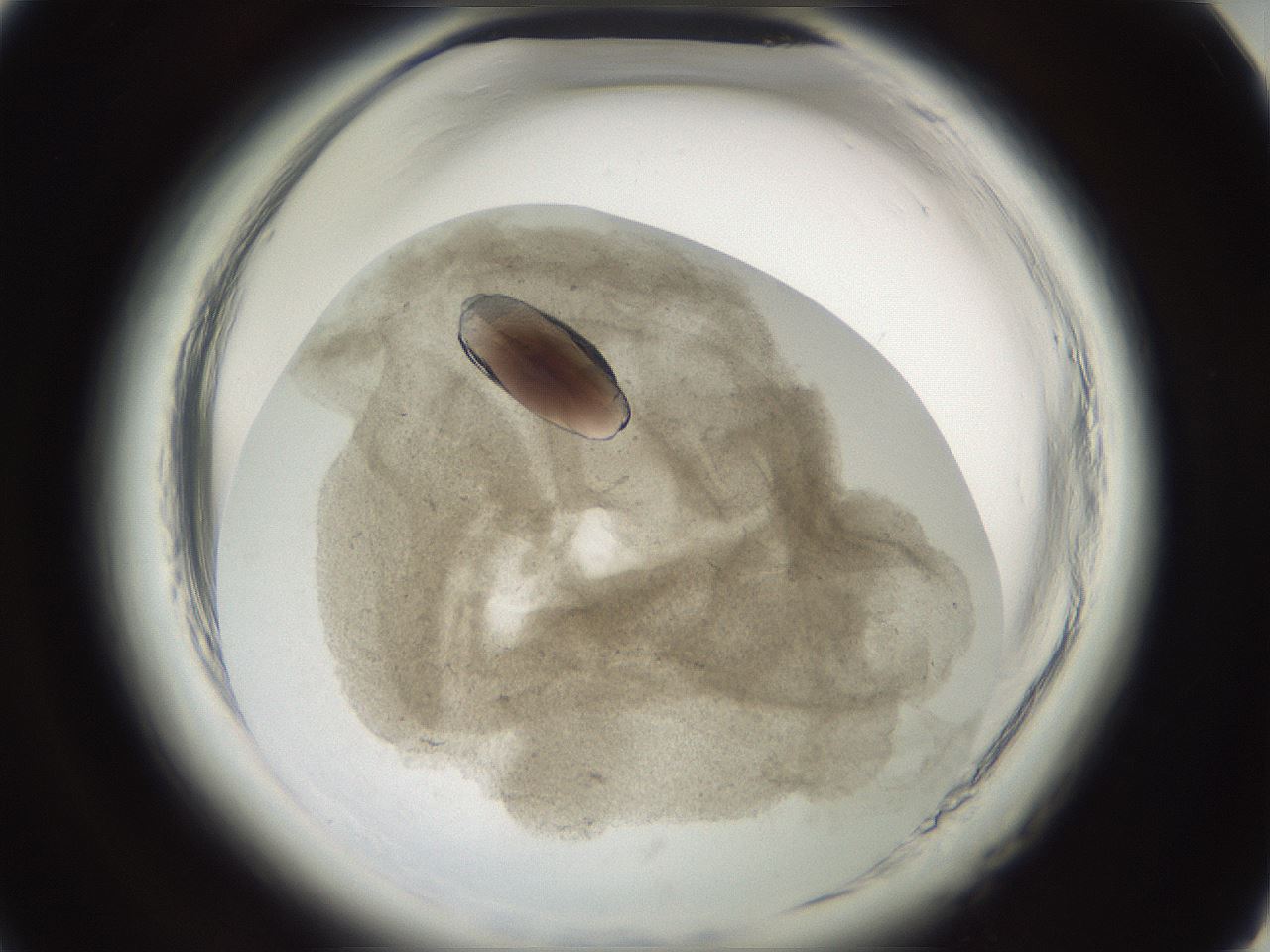 folderID696_plateID1696_batchID7042_wellNum14_profileID1_d1_r112585_ef.jpg