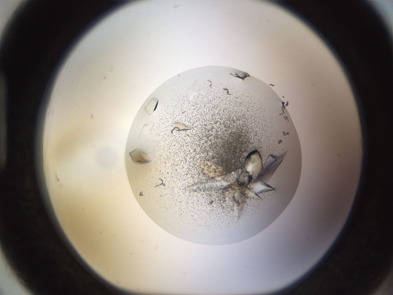 folderID701_plateID1701_batchID7117_wellNum91_profileID1_d1_r113525_ef.jpg