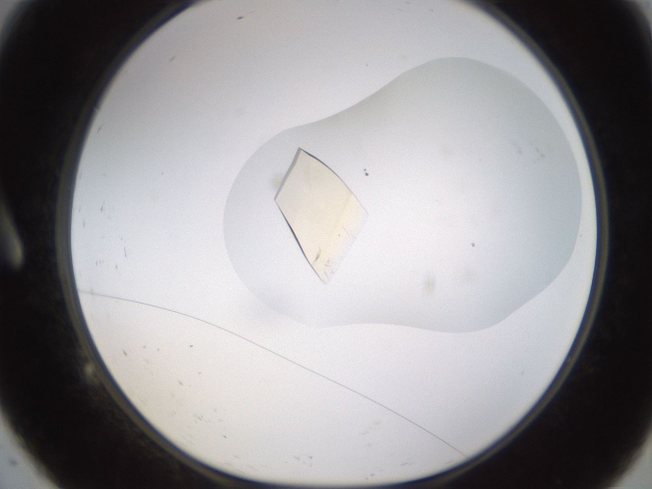 folderID701_plateID1701_batchID7117_wellNum9_profileID1_d1_r113443_ef.jpg