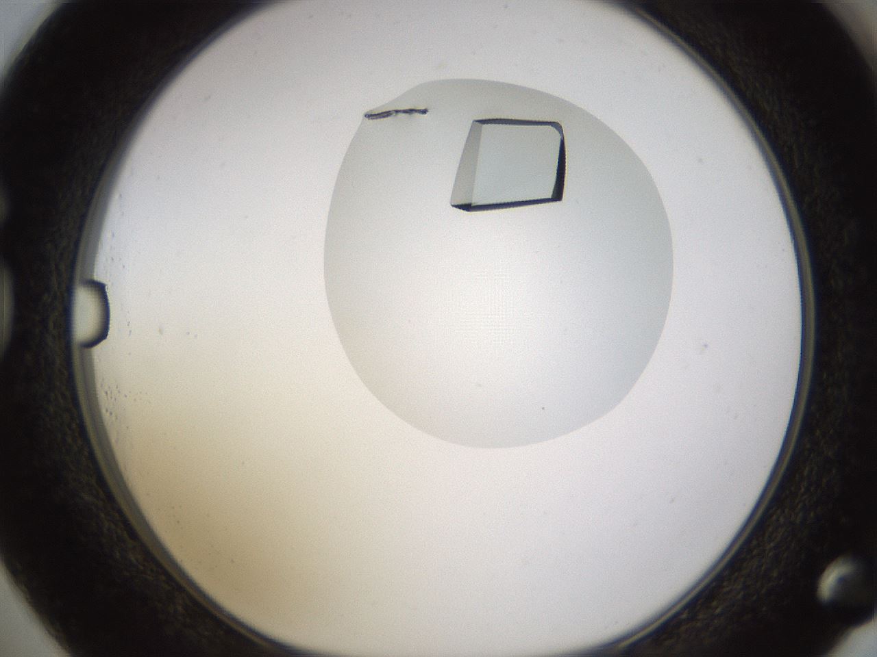 folderID706_plateID1706_batchID7079_wellNum73_profileID1_d1_r113411_ef.jpg