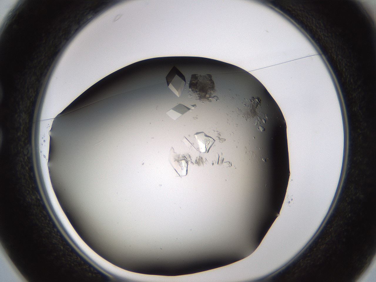 folderID716_plateID1716_batchID7196_wellNum25_profileID1_d1_r114145_ef.jpg