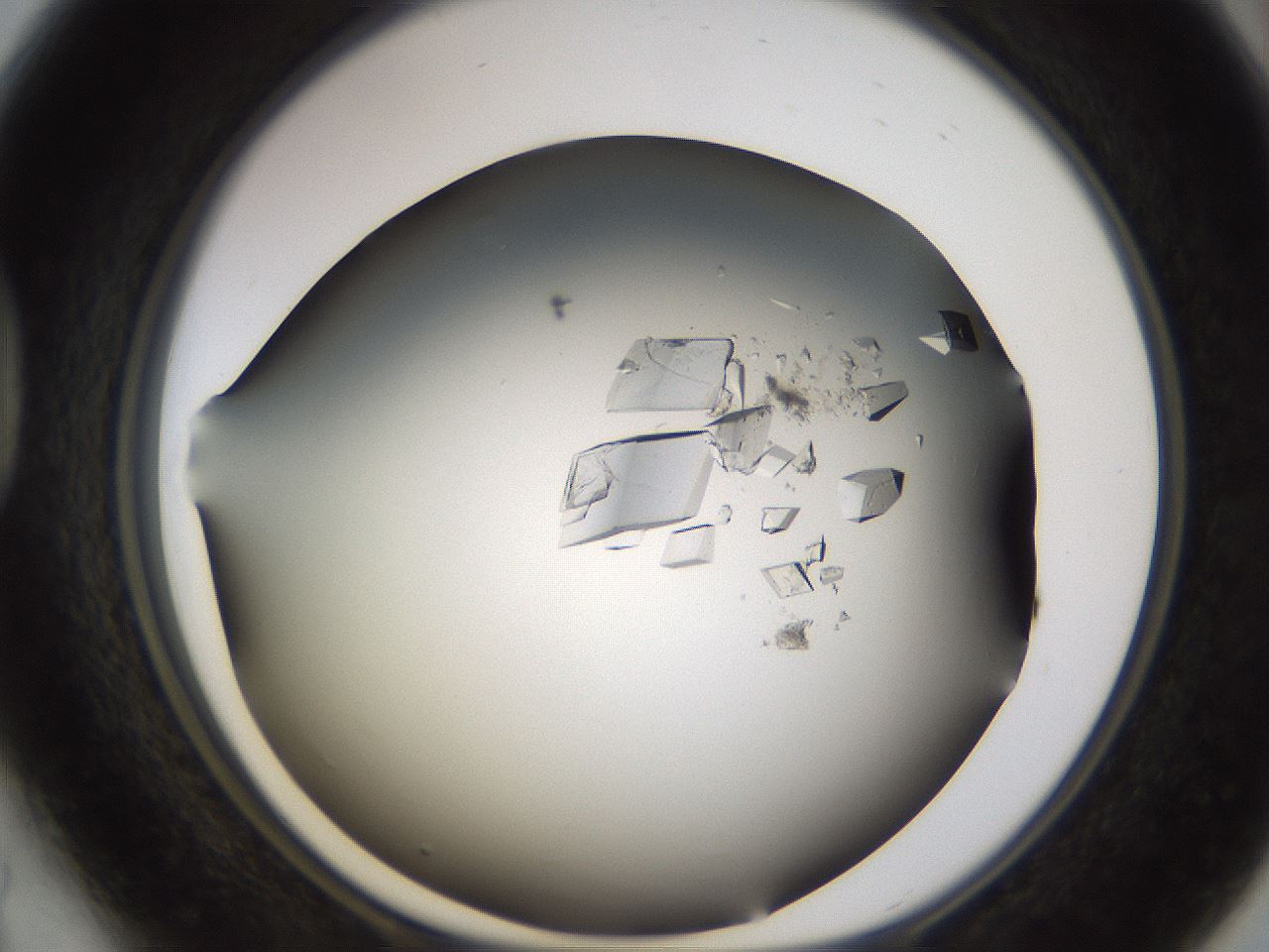 folderID716_plateID1716_batchID7196_wellNum41_profileID1_d1_r114161_ef.jpg