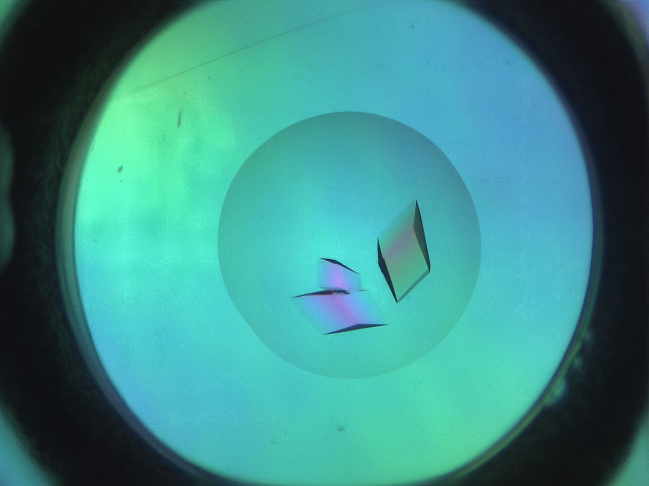 folderID722_plateID1722_batchID7252_wellNum14_profileID1_d1_r114724_ef.jpg