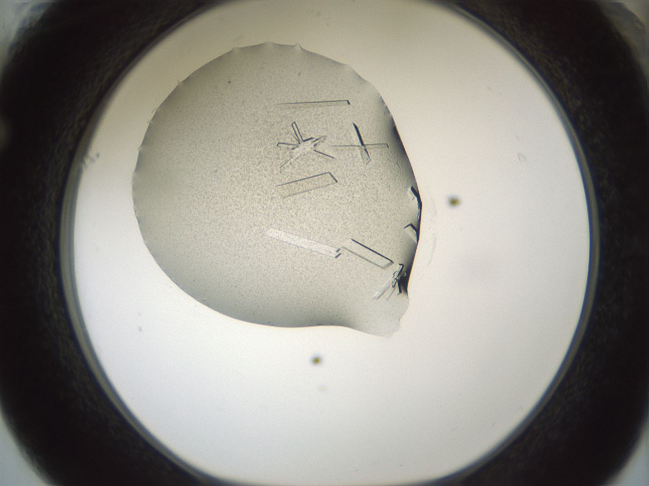 folderID631_plateID1631_batchID6836_wellNum61_profileID1_d1_r109679_ef.jpg