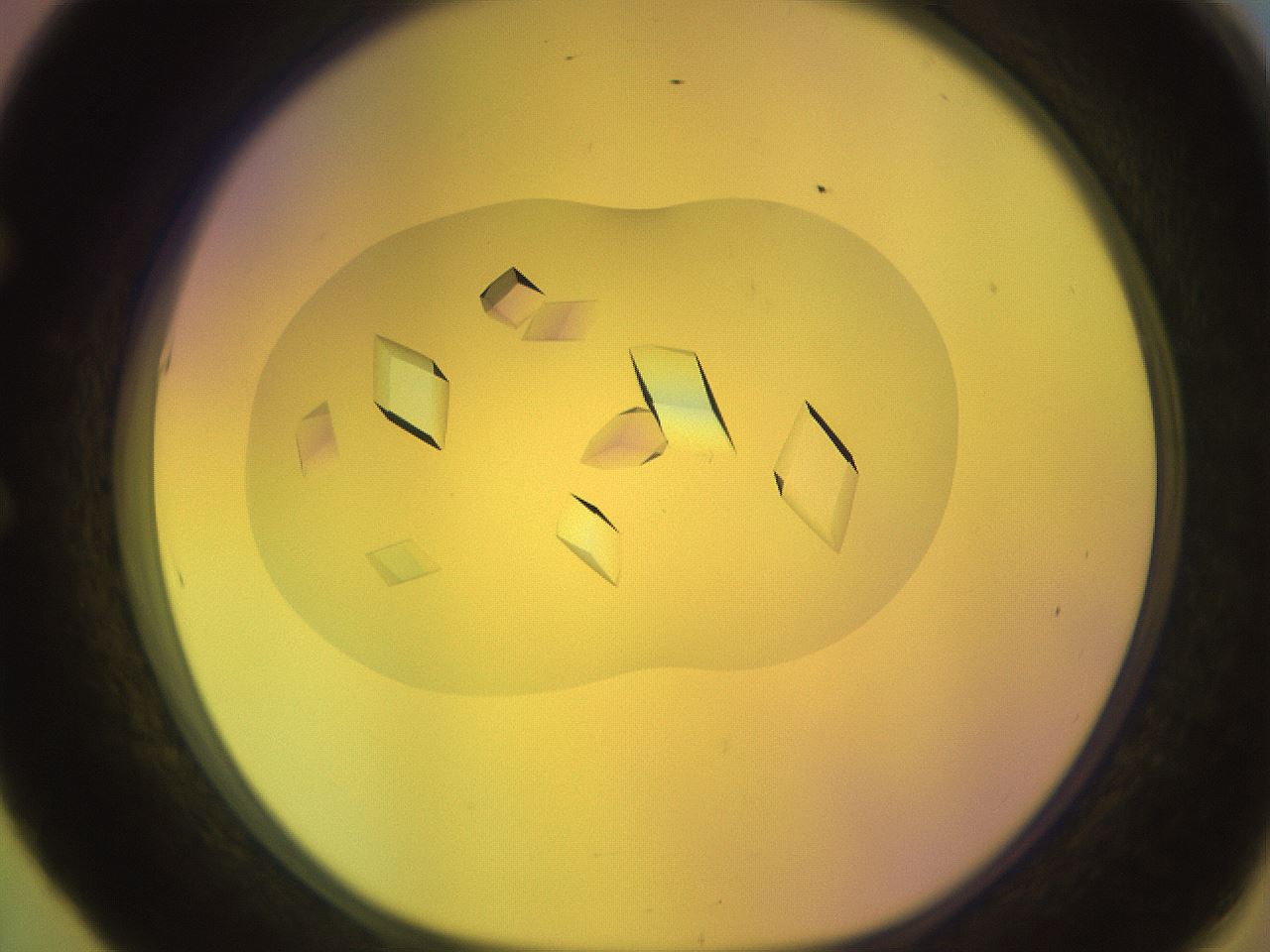 folderID730_plateID1730_batchID7283_wellNum53_profileID1_d1_r115147_ef.jpg