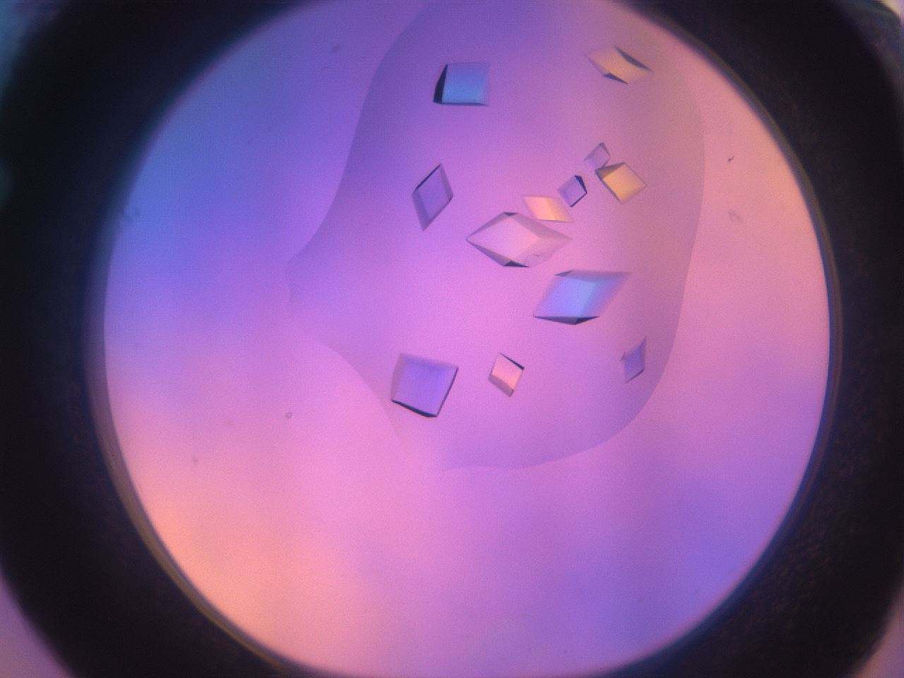 folderID730_plateID1730_batchID7283_wellNum61_profileID1_d1_r115155_ef.jpg