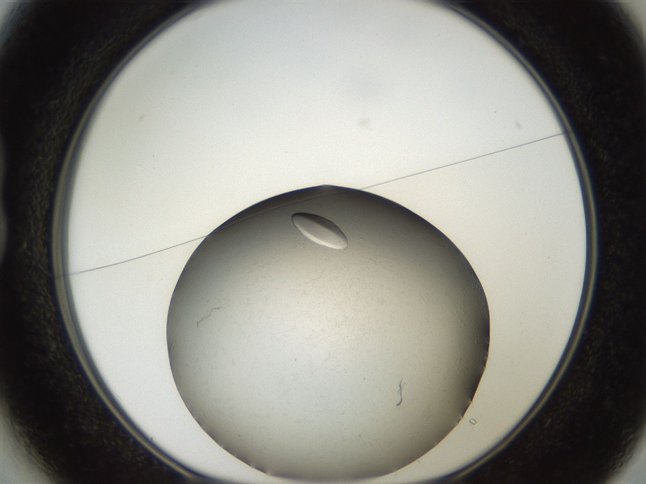 folderID735_plateID1735_batchID7287_wellNum13_profileID1_d1_r115599_ef.jpg