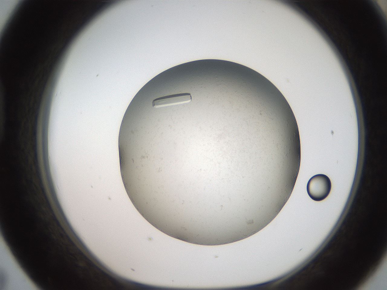 folderID740_plateID1740_batchID7289_wellNum43_profileID1_d1_r115821_ef.jpg