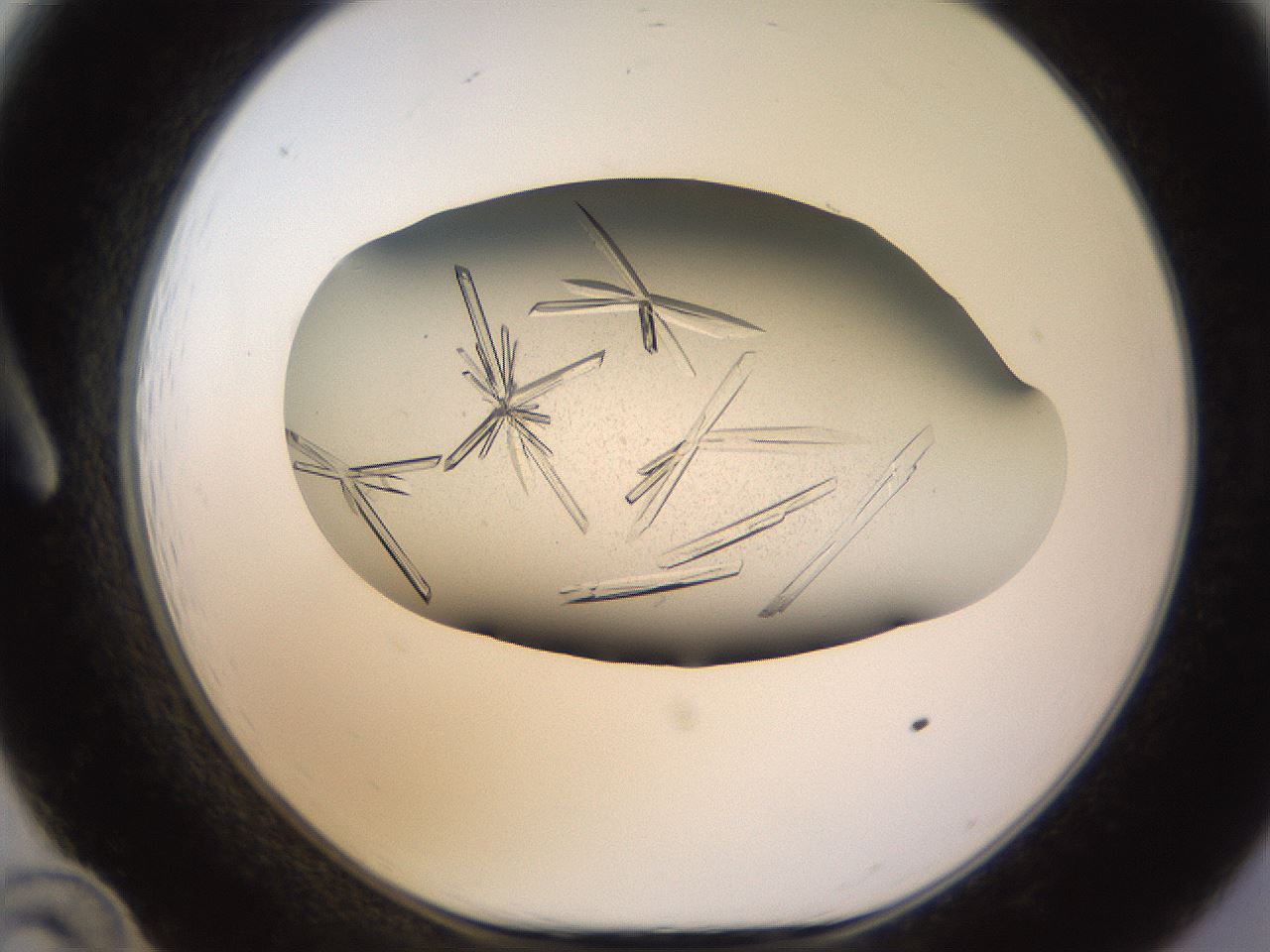 folderID741_plateID1741_batchID7298_wellNum12_profileID1_d1_r115502_ef.jpg