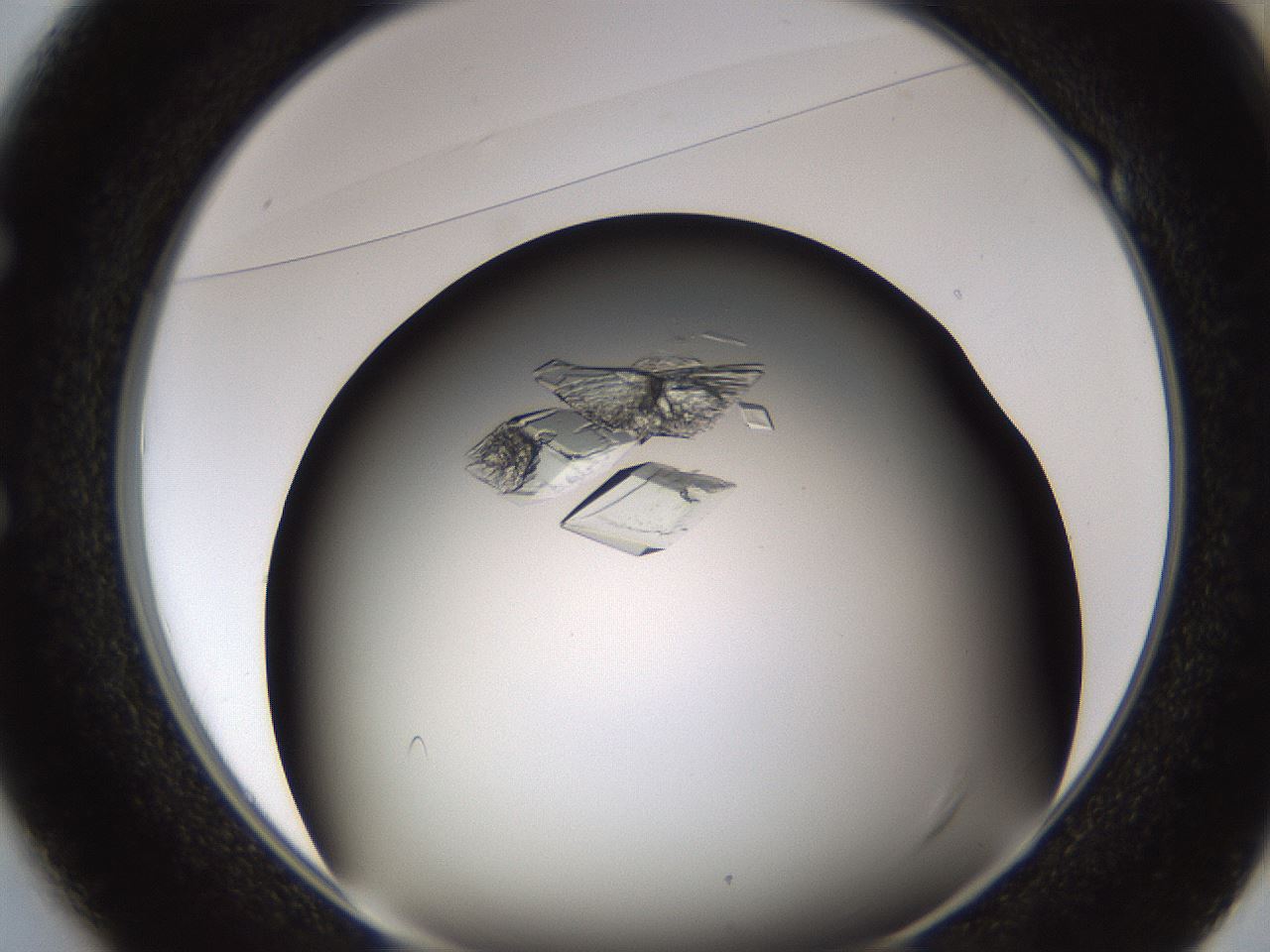 folderID754_plateID1754_batchID7494_wellNum49_profileID1_d1_r117294_ef.jpg
