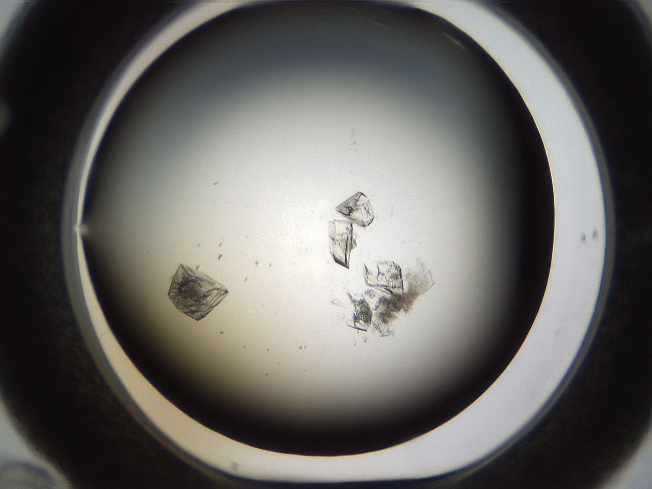 folderID754_plateID1754_batchID7494_wellNum70_profileID1_d1_r117315_ef.jpg