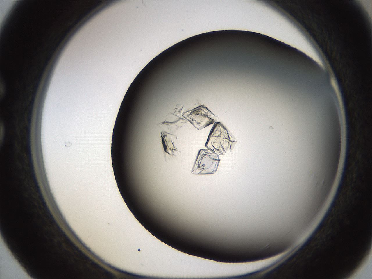 folderID755_plateID1755_batchID7495_wellNum29_profileID1_d1_r117370_ef.jpg