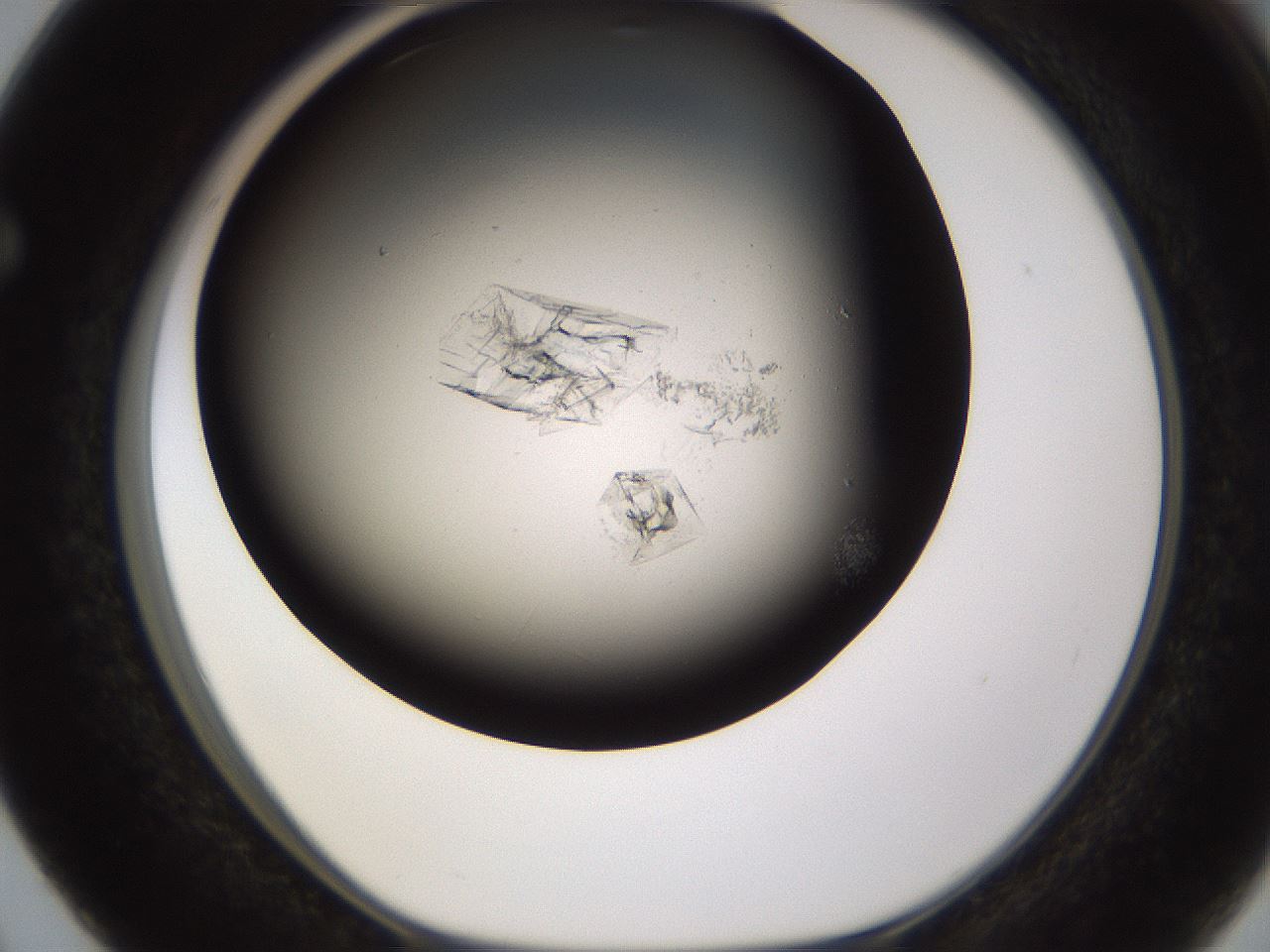 folderID755_plateID1755_batchID7495_wellNum63_profileID1_d1_r117404_ef.jpg