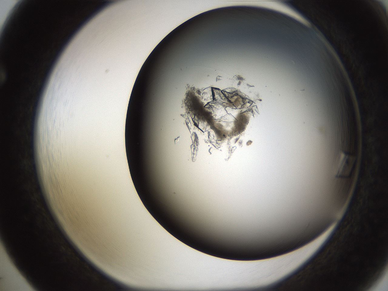 folderID755_plateID1755_batchID7495_wellNum65_profileID1_d1_r117406_ef.jpg