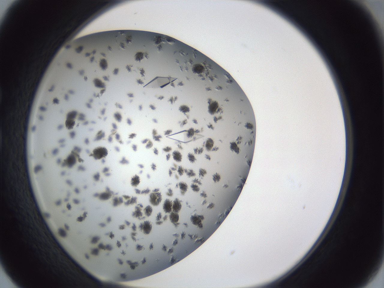 folderID899_plateID1899_batchID8120_wellNum29_profileID1_d1_r126984_ef.jpg