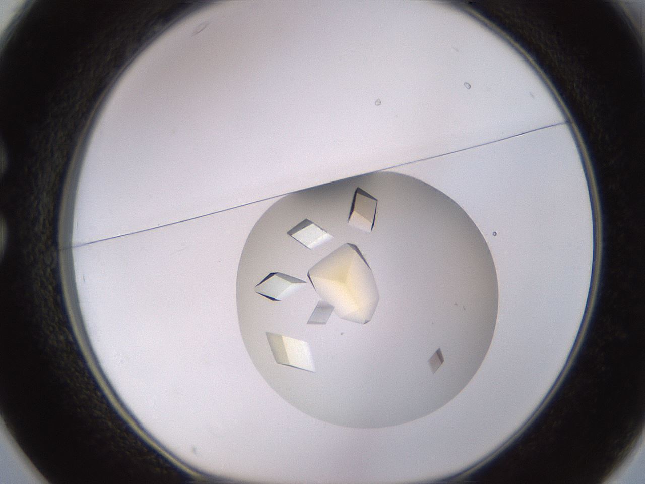 folderID845_plateID2845_batchID15341_wellNum25_profileID1_d1_r233040_ef.jpg