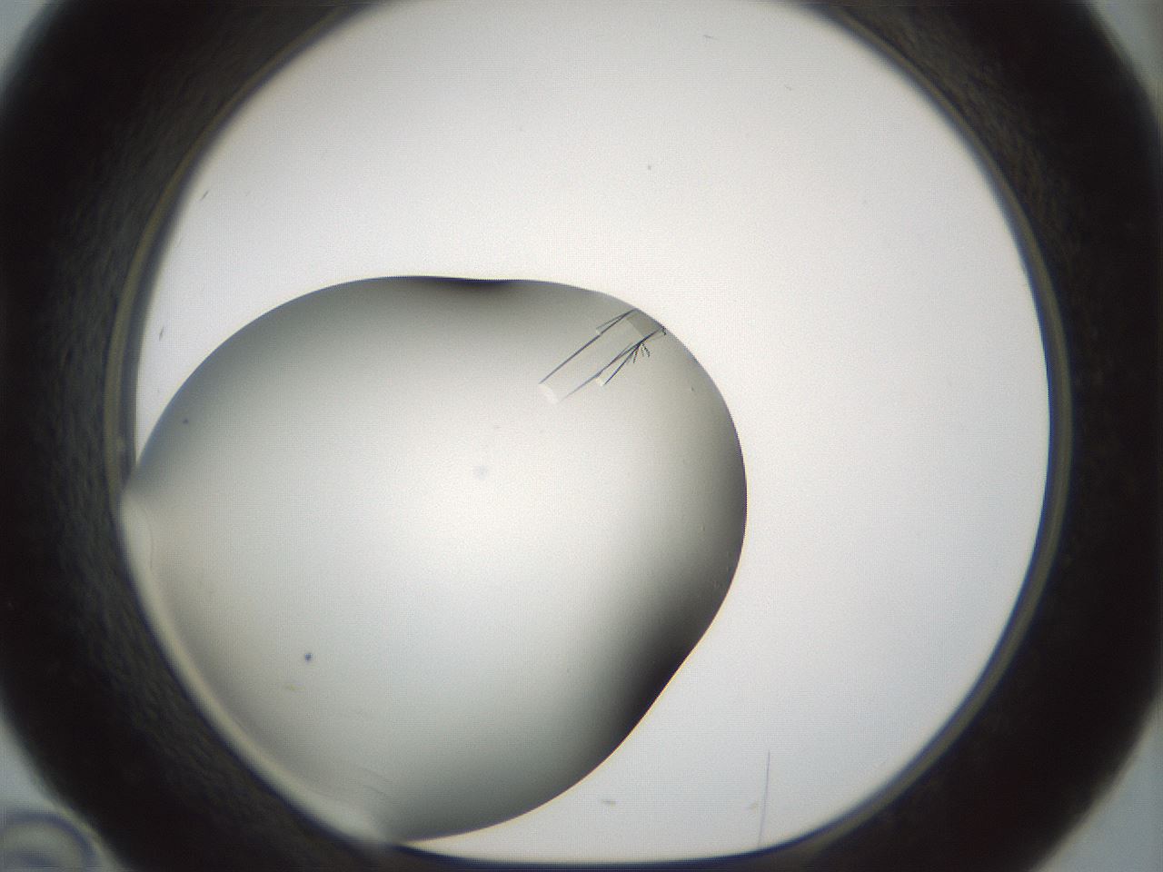 folderID849_plateID2849_batchID15356_wellNum46_profileID1_d1_r232869_ef.jpg