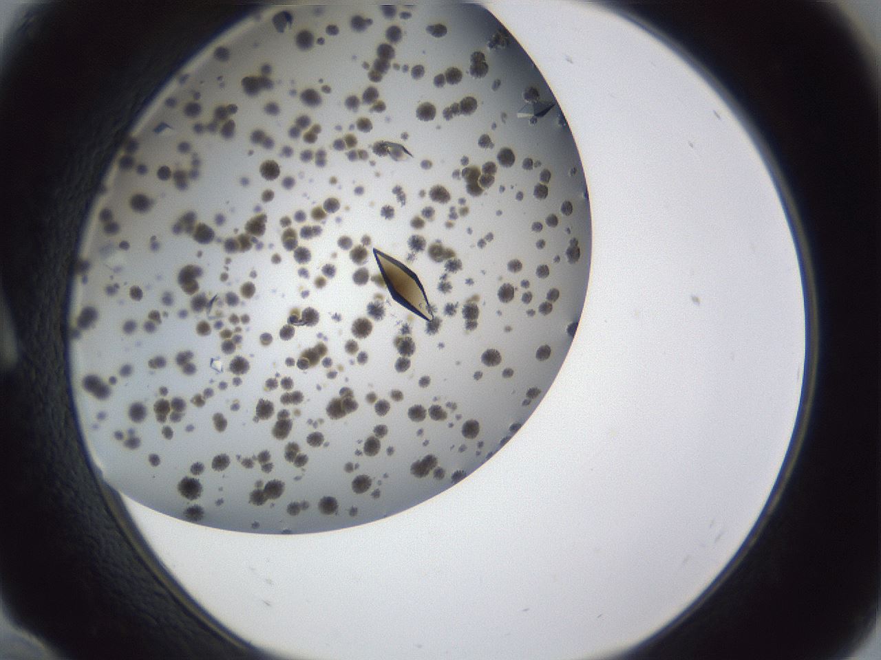 folderID899_plateID1899_batchID8120_wellNum10_profileID1_d1_r126965_ef.jpg