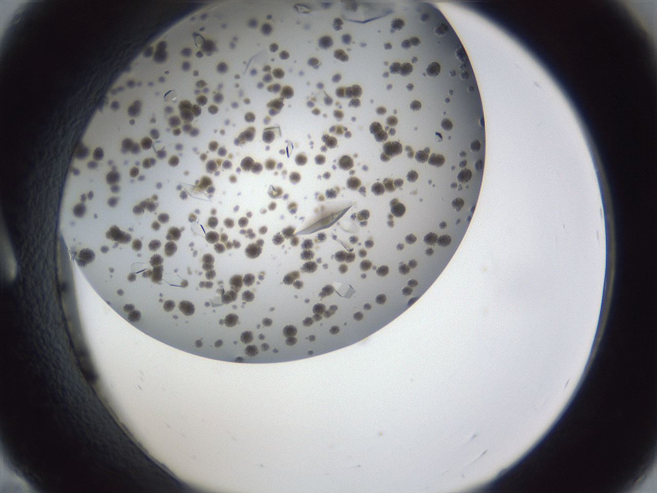 folderID899_plateID1899_batchID8120_wellNum11_profileID1_d1_r126966_ef.jpg