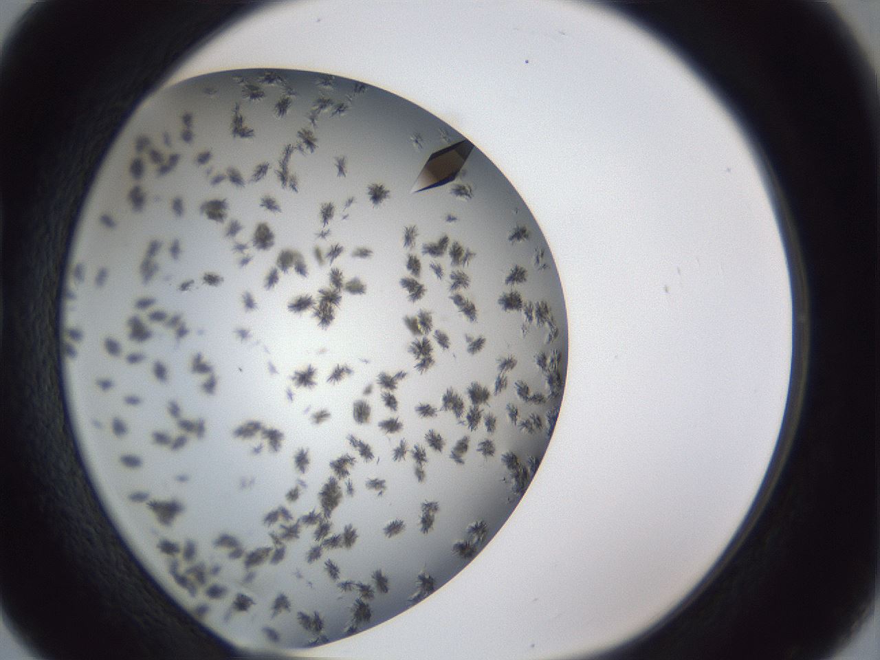 folderID899_plateID1899_batchID8120_wellNum16_profileID1_d1_r126971_ef.jpg