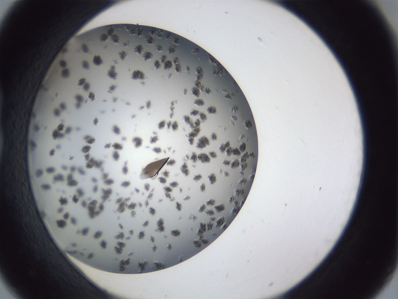 folderID899_plateID1899_batchID8120_wellNum18_profileID1_d1_r126973_ef.jpg