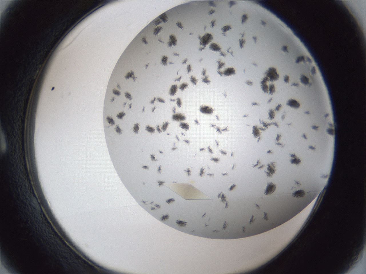 folderID899_plateID1899_batchID8120_wellNum1_profileID1_d1_r126956_ef.jpg