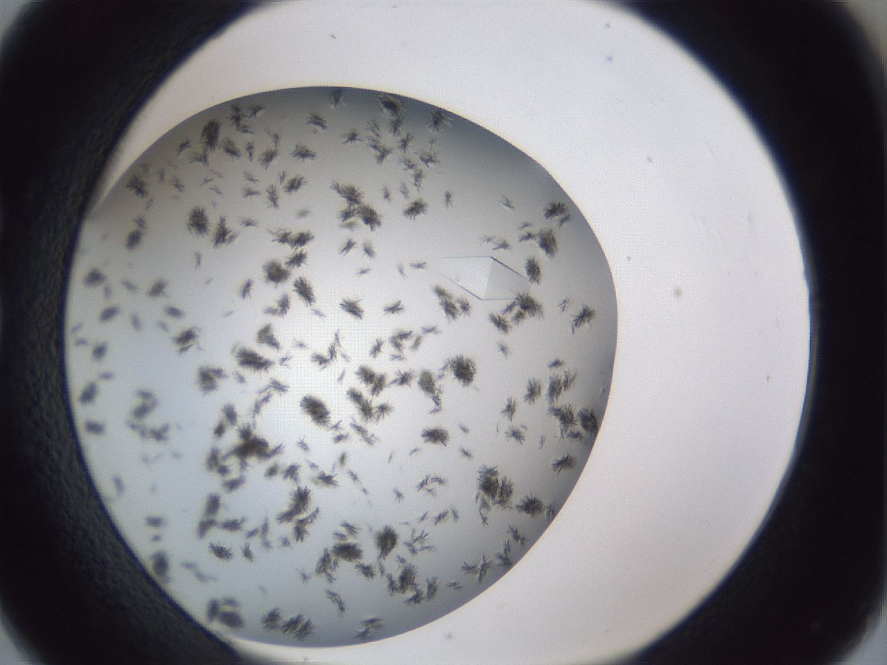 folderID899_plateID1899_batchID8120_wellNum26_profileID1_d1_r126981_ef.jpg