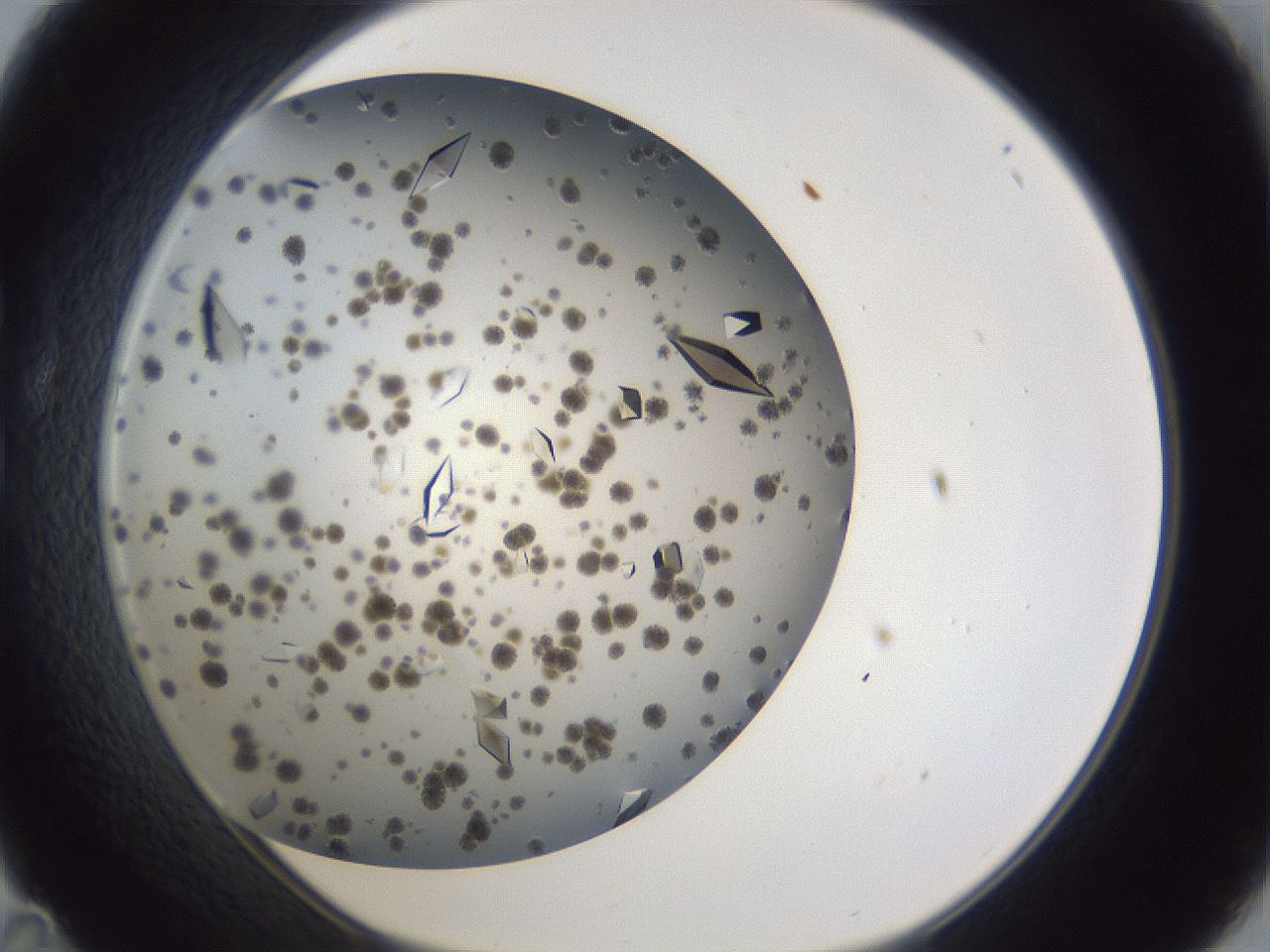 folderID899_plateID1899_batchID8120_wellNum35_profileID1_d1_r126990_ef.jpg