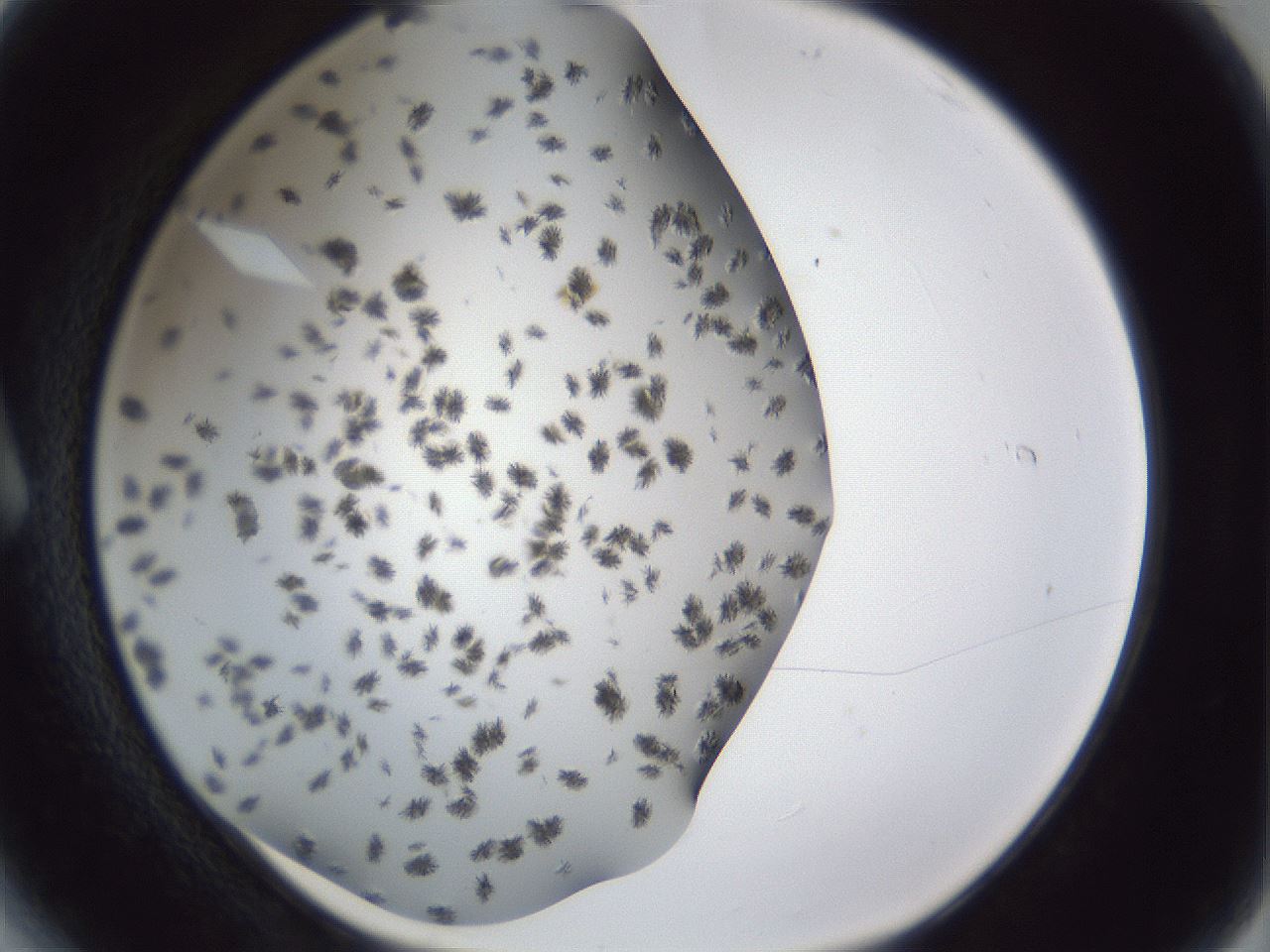 folderID899_plateID1899_batchID8120_wellNum6_profileID1_d1_r126961_ef.jpg
