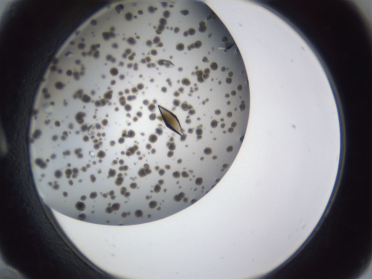 folderID899_plateID1899_batchID8128_wellNum10_profileID1_d1_r126965_ef.jpg