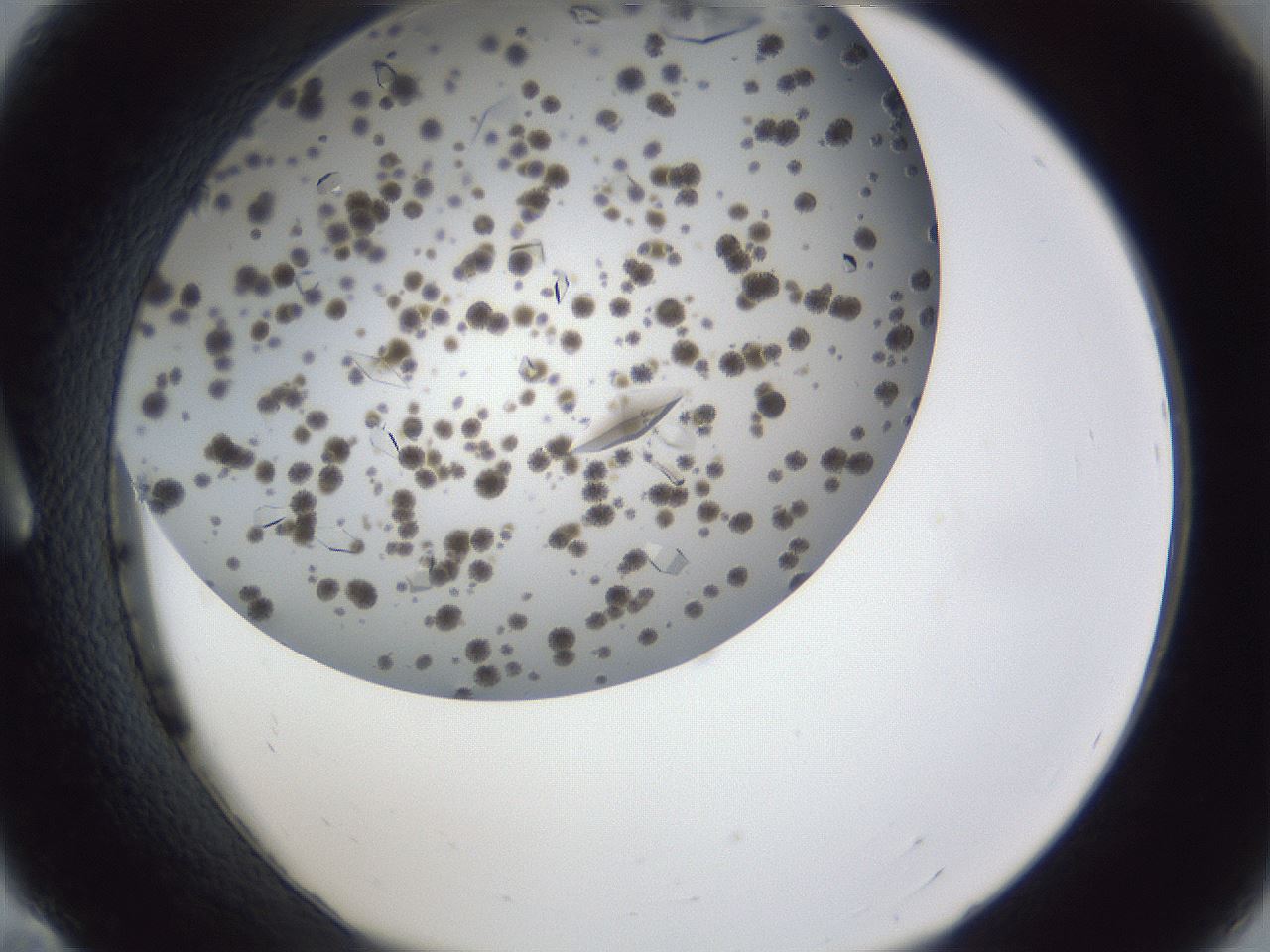 folderID899_plateID1899_batchID8128_wellNum11_profileID1_d1_r126966_ef.jpg