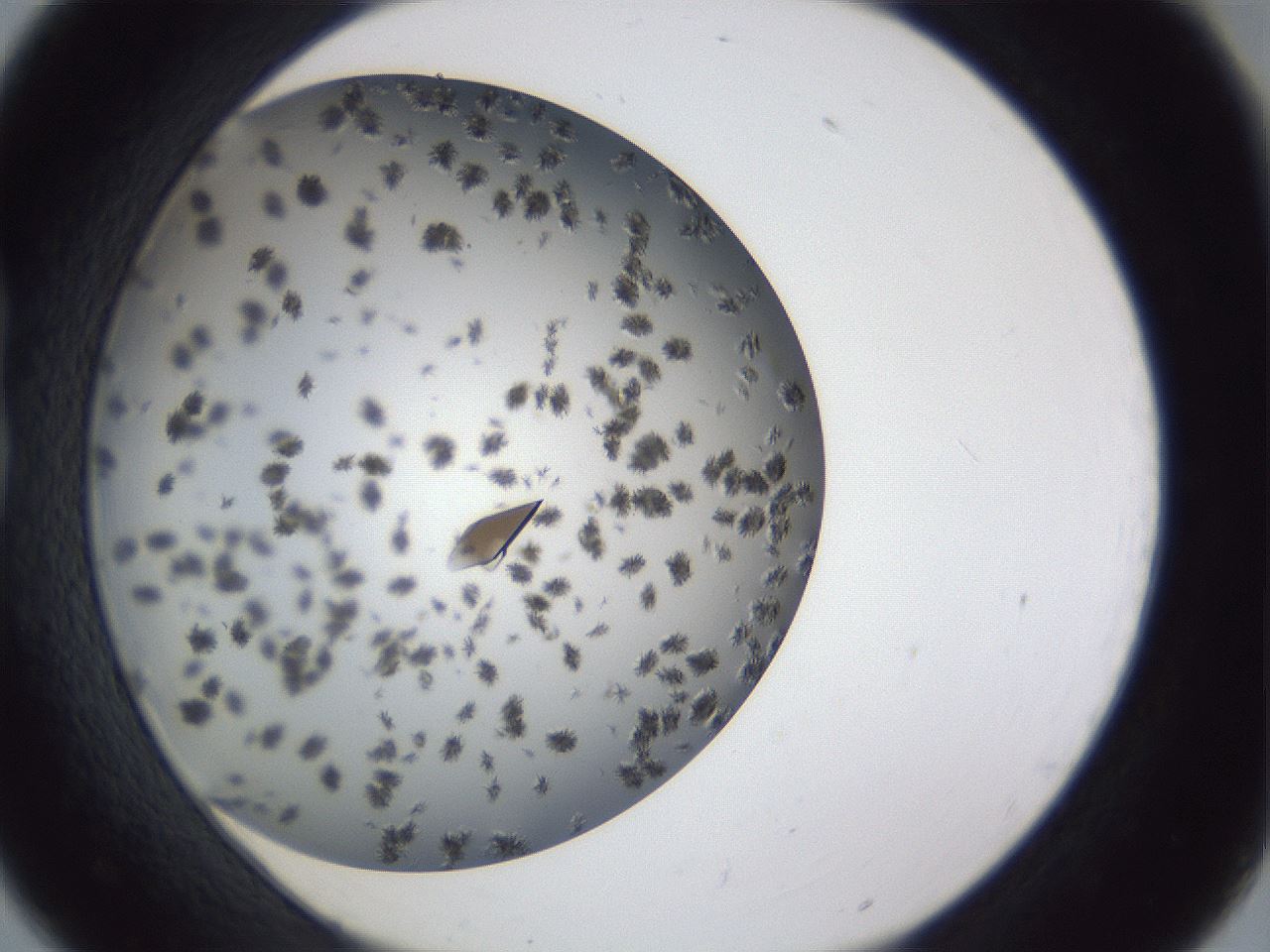folderID899_plateID1899_batchID8128_wellNum18_profileID1_d1_r126973_ef.jpg