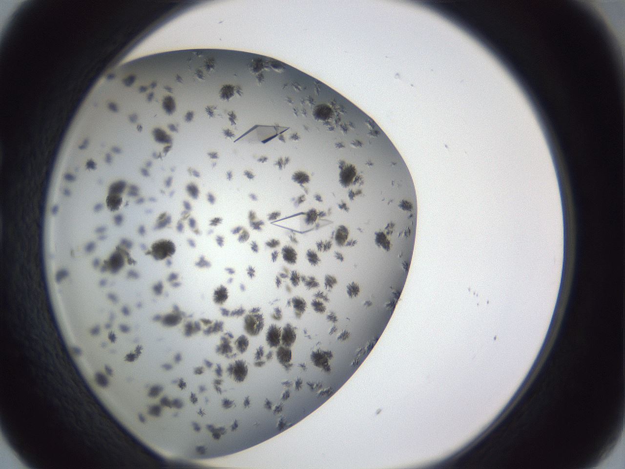 folderID899_plateID1899_batchID8128_wellNum29_profileID1_d1_r126984_ef.jpg